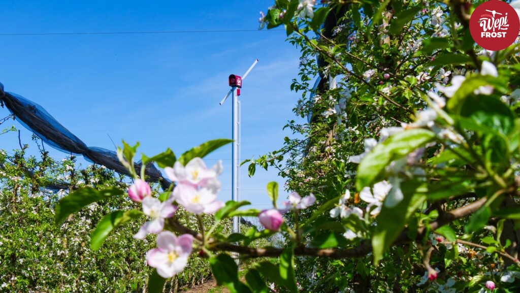 Fagyvédelem, Talajmenti fagy, fagyvédelmi pályázat, fagyvédelmi kályha, Wepifrost, fagykár, fagyvédelmi szélgép, kályha