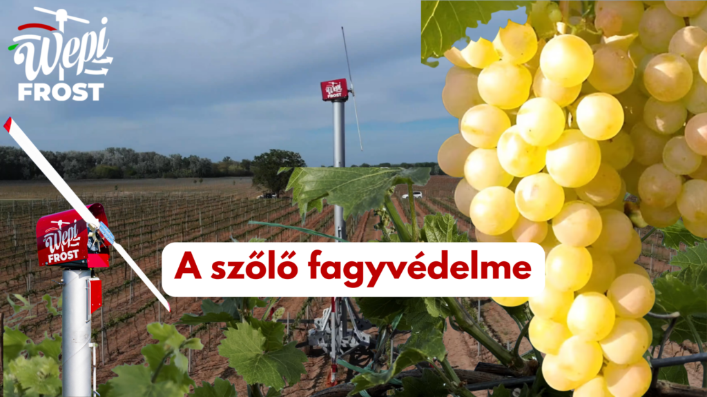 "fagyvédelmi-szélgép-által-védett-ültetvény